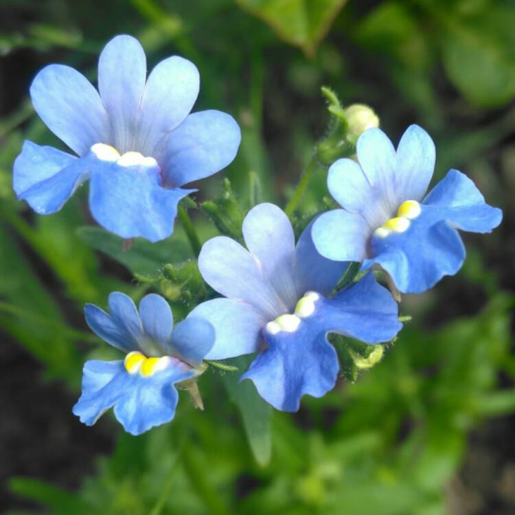 plant image 711294 plant image 711294
