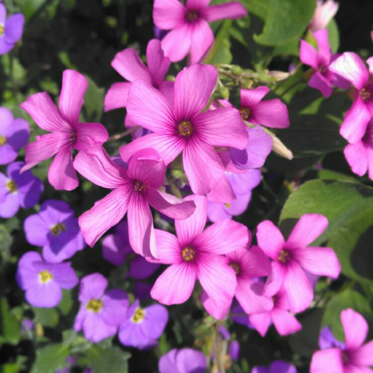 plant image 711298