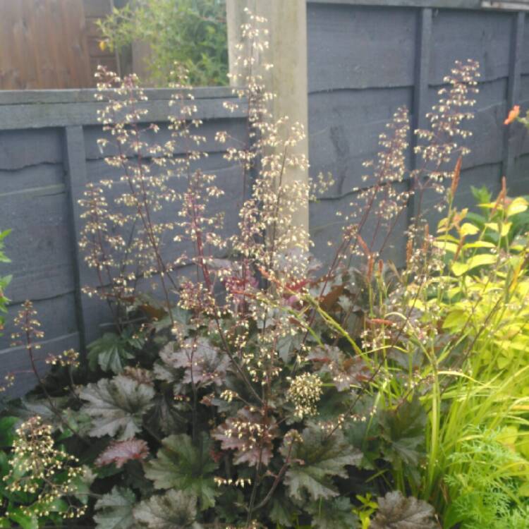 plant image 712858 plant image 712858