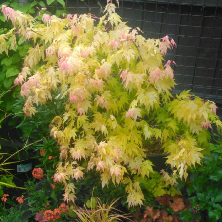 plant image 712859 plant image 712859