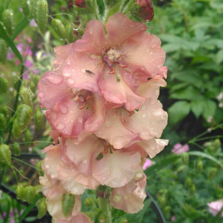plant image 712865 plant image 712865