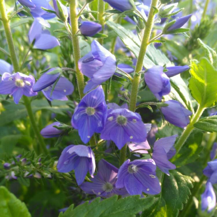 plant image 715374 plant image 715374