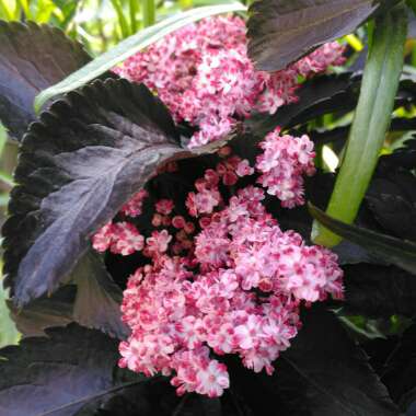 Sambucus nigra f. porphyrophylla 'Eiffel 1' syn. Sambucus nigra f. porphyrophylla 'Black Tower'