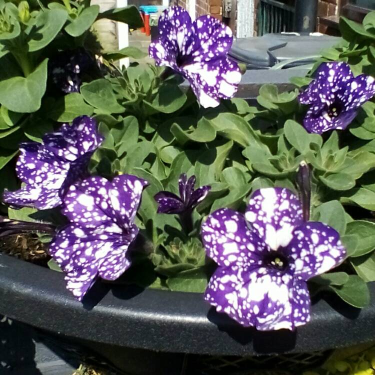 plant image 716145