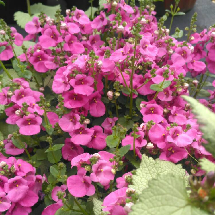 plant image 723081