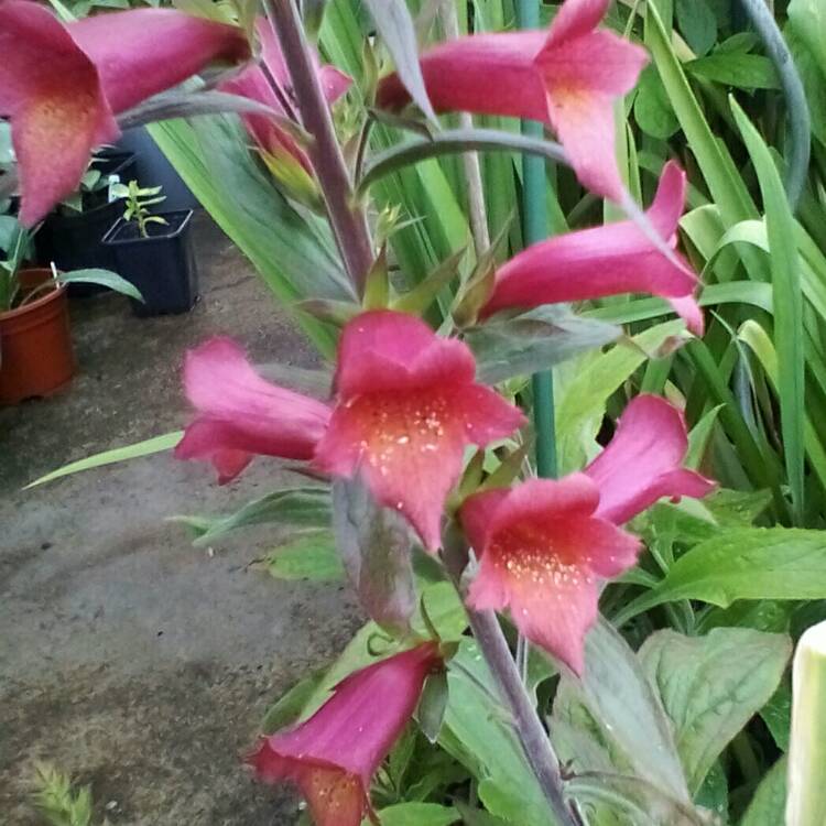 plant image 723170