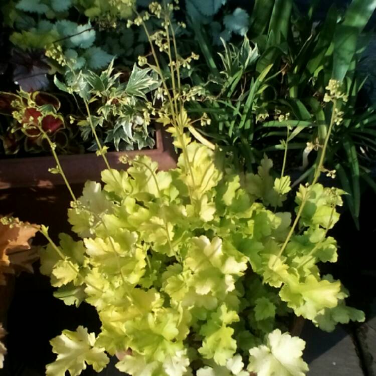 plant image 723192