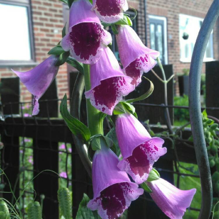 plant image 728320 plant image 728320