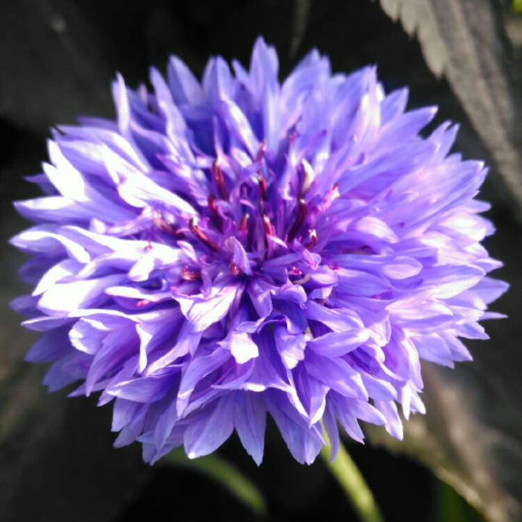 plant image 728331 plant image 728331