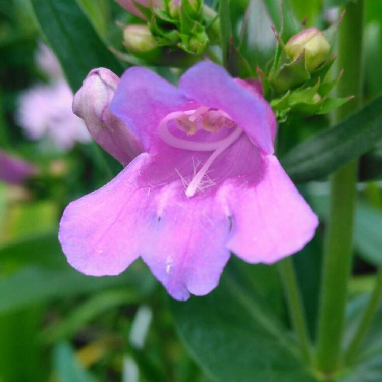 plant image 729506