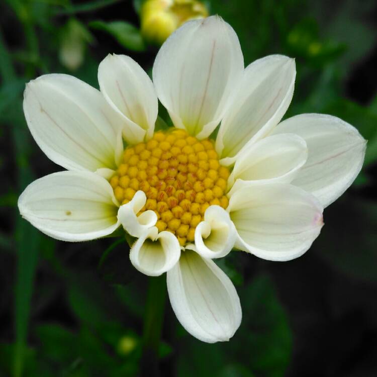 plant image 729508 plant image 729508