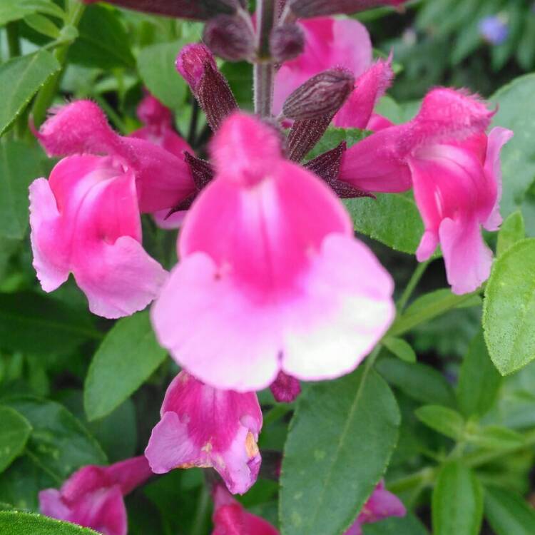 plant image 729514 plant image 729514