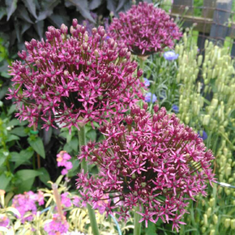 plant image 733272