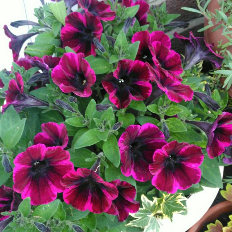 plant image 733281 plant image 733281
