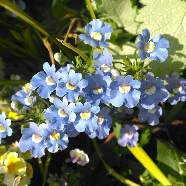 plant image 734899 plant image 734899