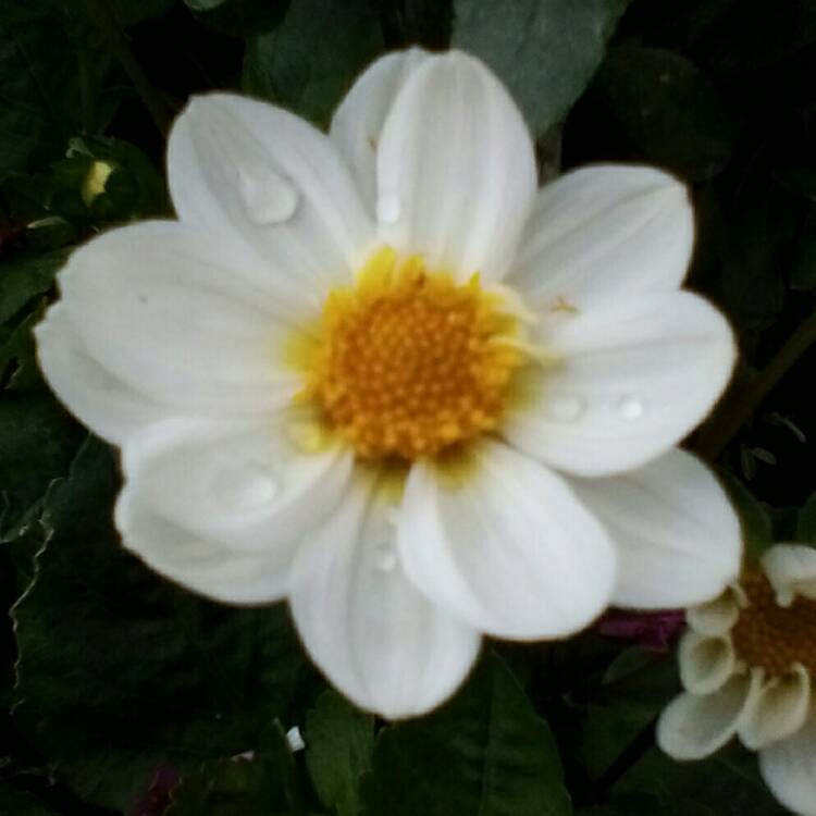 plant image 738152 plant image 738152