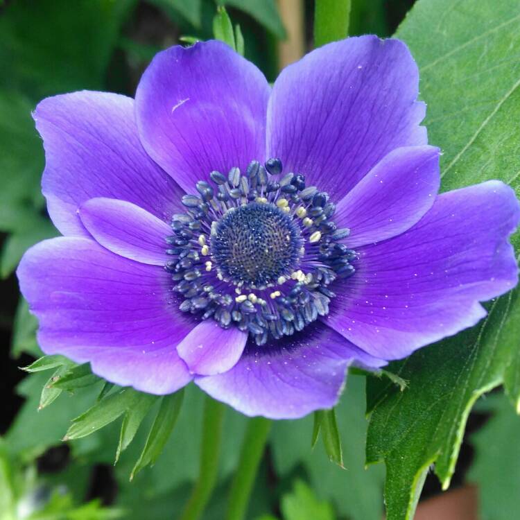 plant image 742992