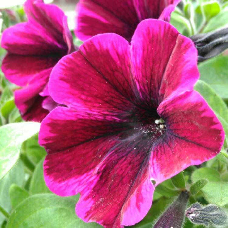 plant image 748033 plant image 748033