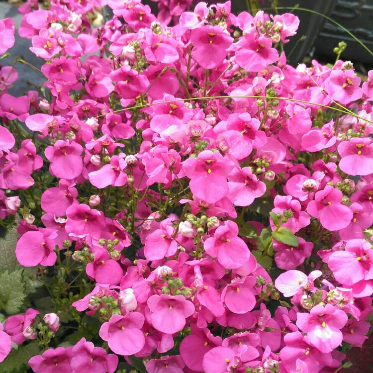 plant image 748043