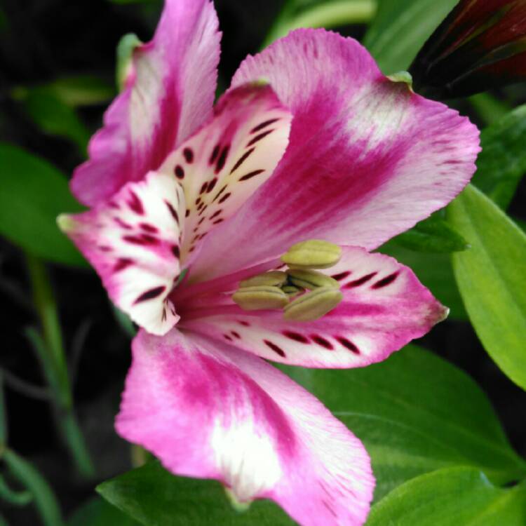 plant image 750731 plant image 750731