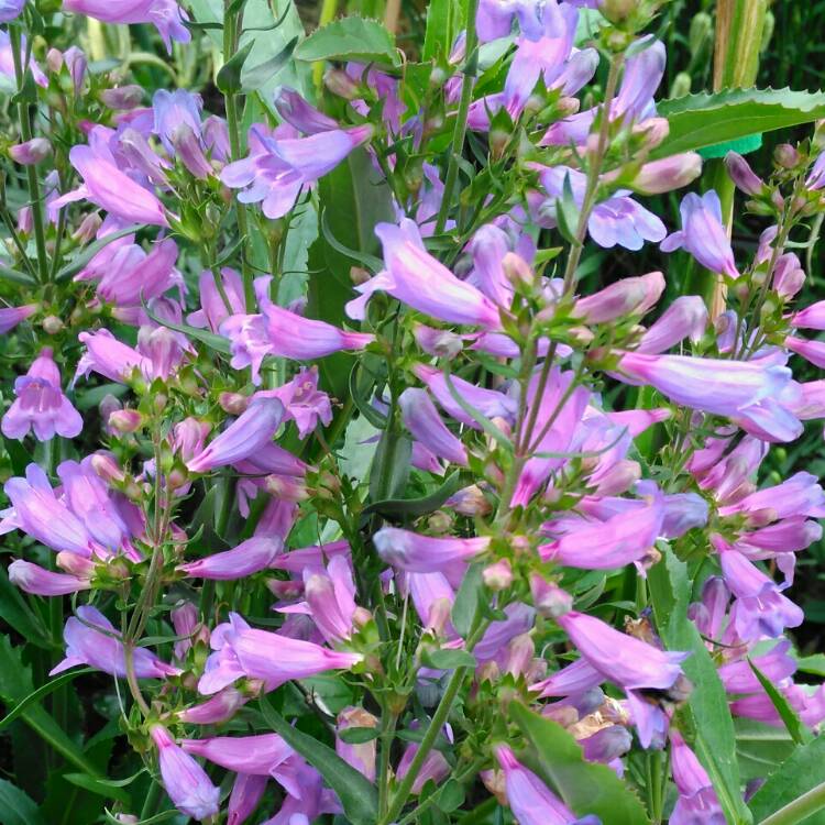 plant image 750741