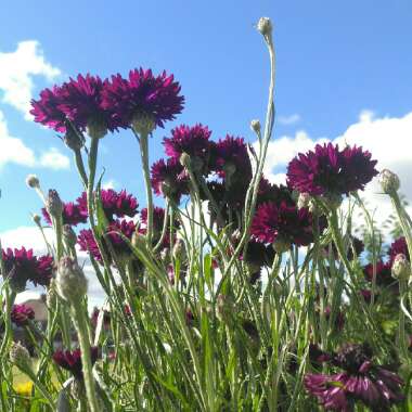 Centaurea cyanus 'Black Ball'