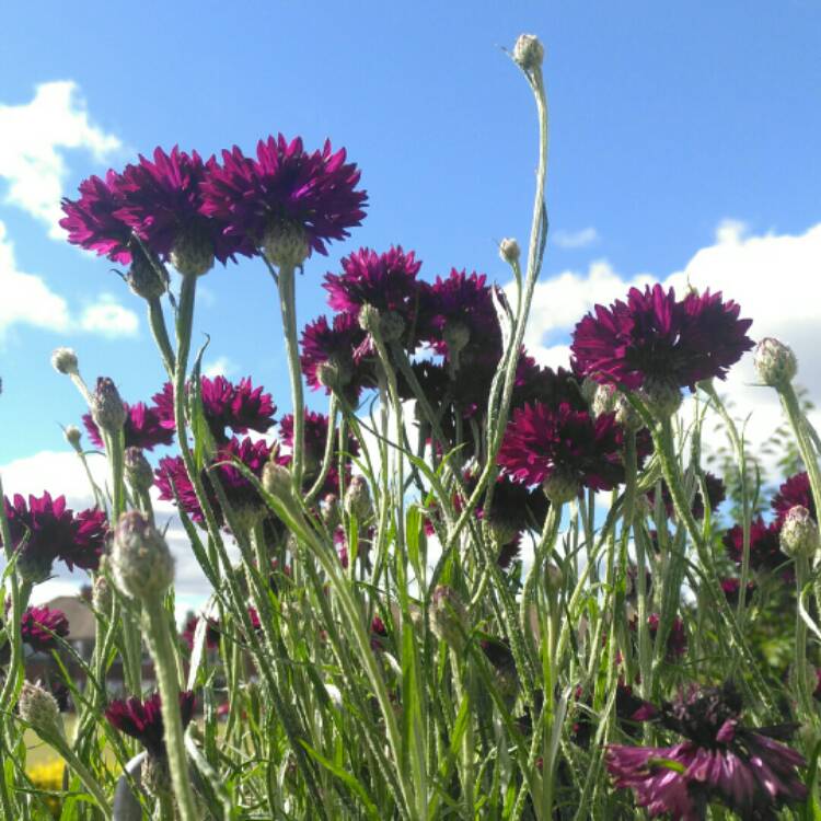 plant image 754542