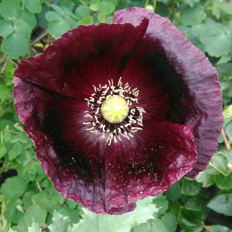 plant image 754558 plant image 754558