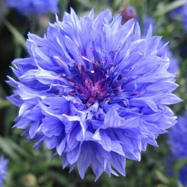 Centaurea cyanus 'Blue Boy'