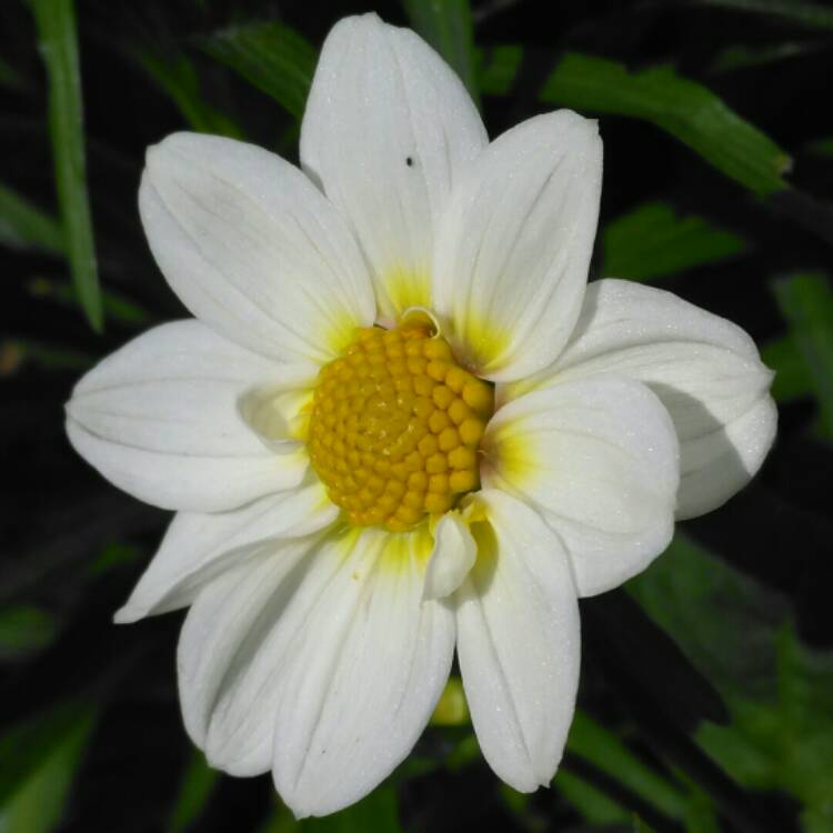 plant image 758006 plant image 758006