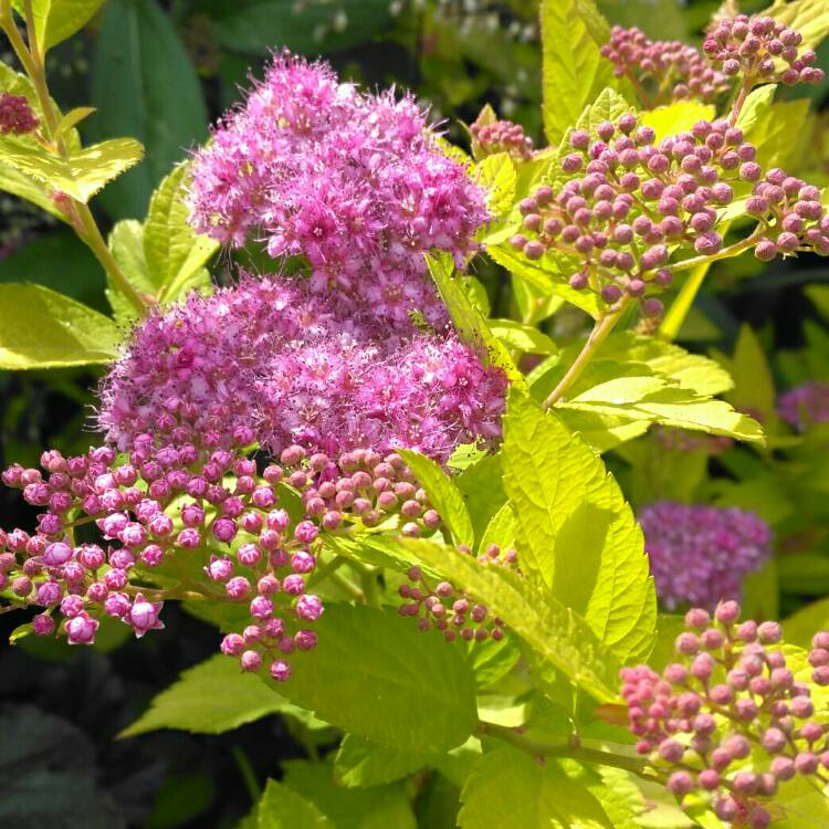 Plant image Spiraea japonica 'Golden Princess'