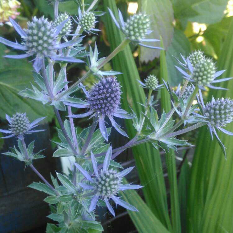 plant image 765249 plant image 765249