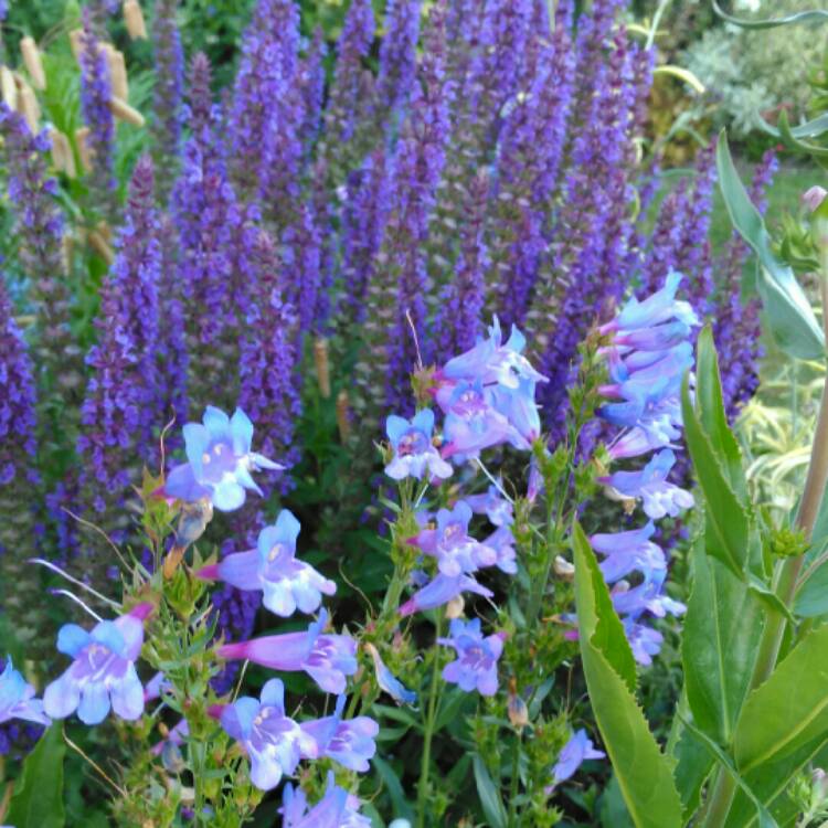 plant image 766622