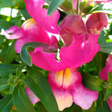 Antirrhinum majus 'Frosted Flames'