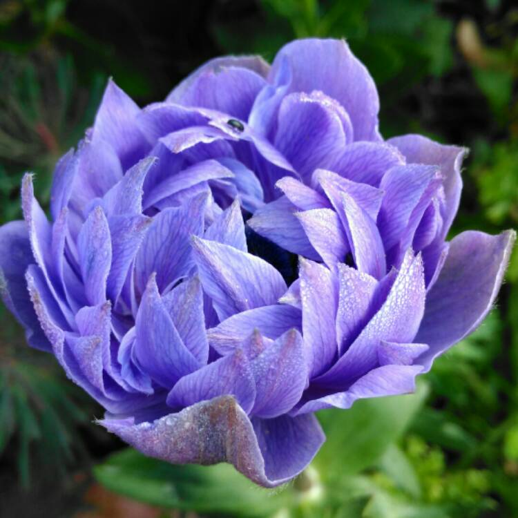 Plant image Anemone coronaria (Saint Bridgid Group) 'Lord Lieutenant'