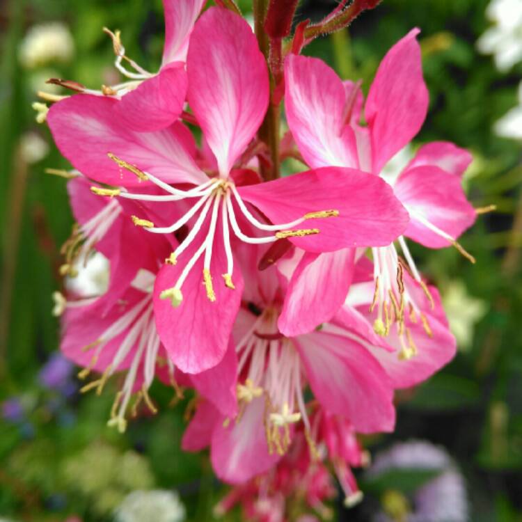 plant image 772643 plant image 772643