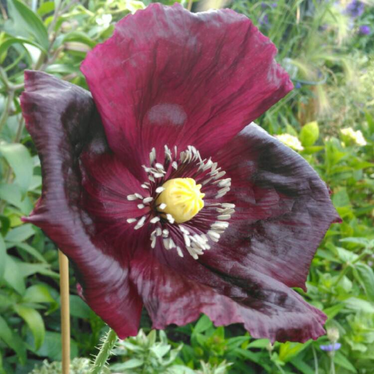 plant image 773902 plant image 773902