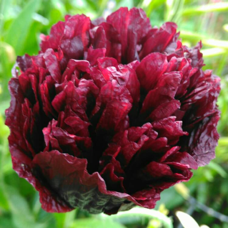 plant image 773918 plant image 773918