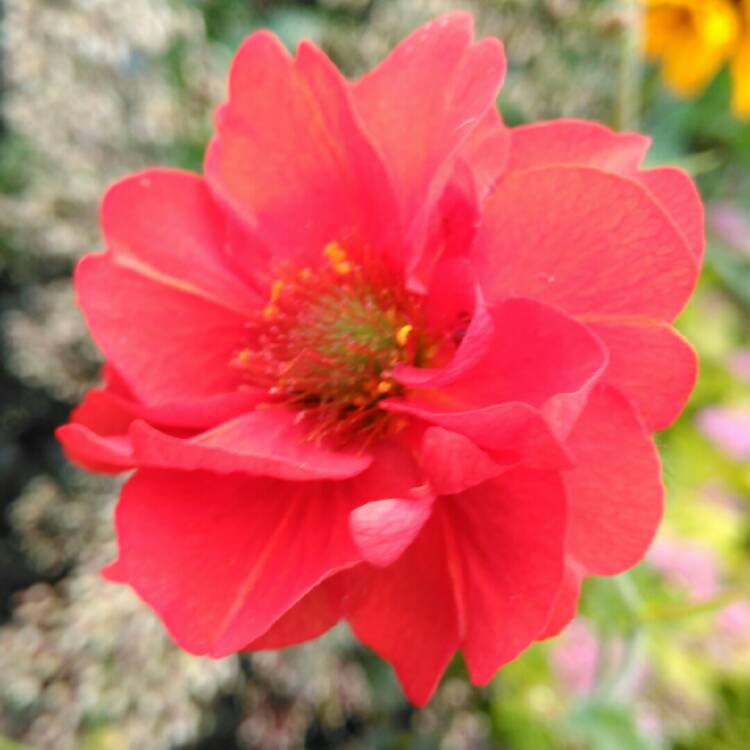 plant image 775955 plant image 775955
