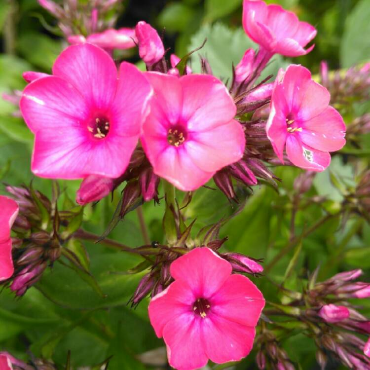 plant image 782214 plant image 782214