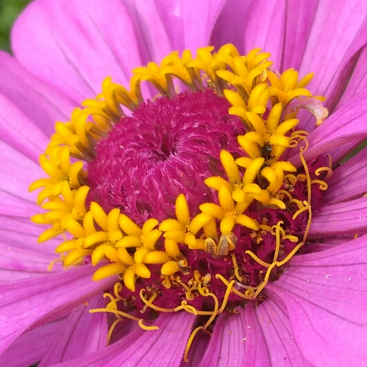 Plant image Zinnia elegans 'Purple Prince'