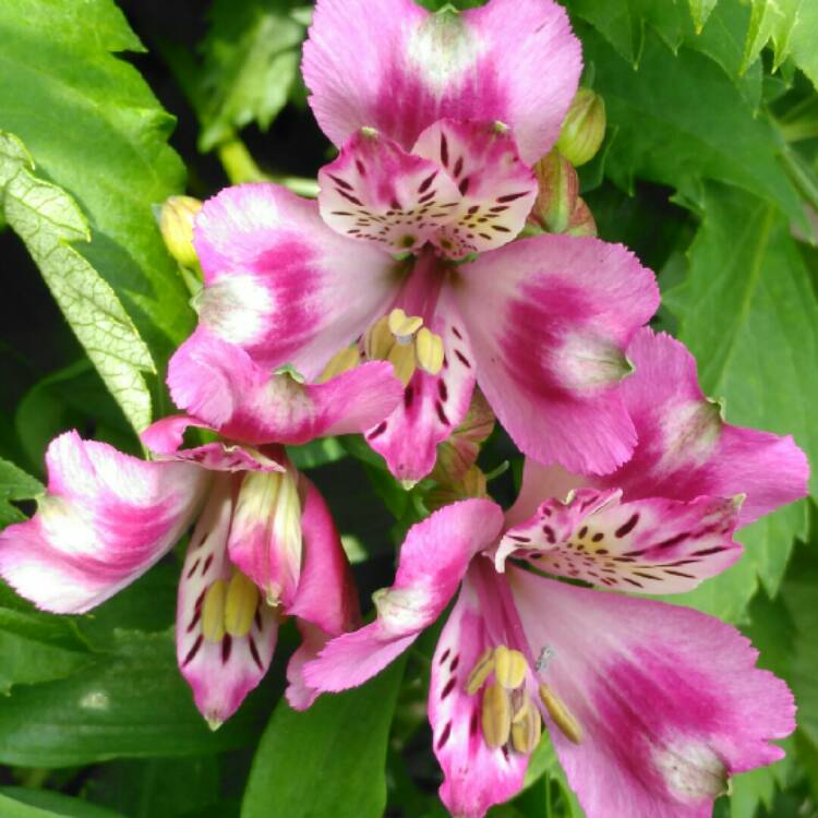 plant image 783004 plant image 783004