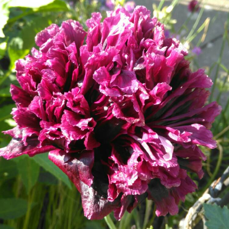 plant image 784398 plant image 784398