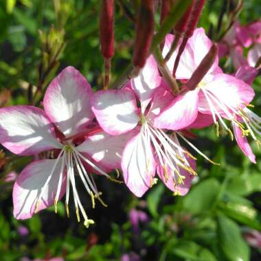 Oenothera lindheimeri 'Harrosy' syn. Oenothera lindheimeri 'RosyJane', Gaura lindheimeri 'RosyJane'