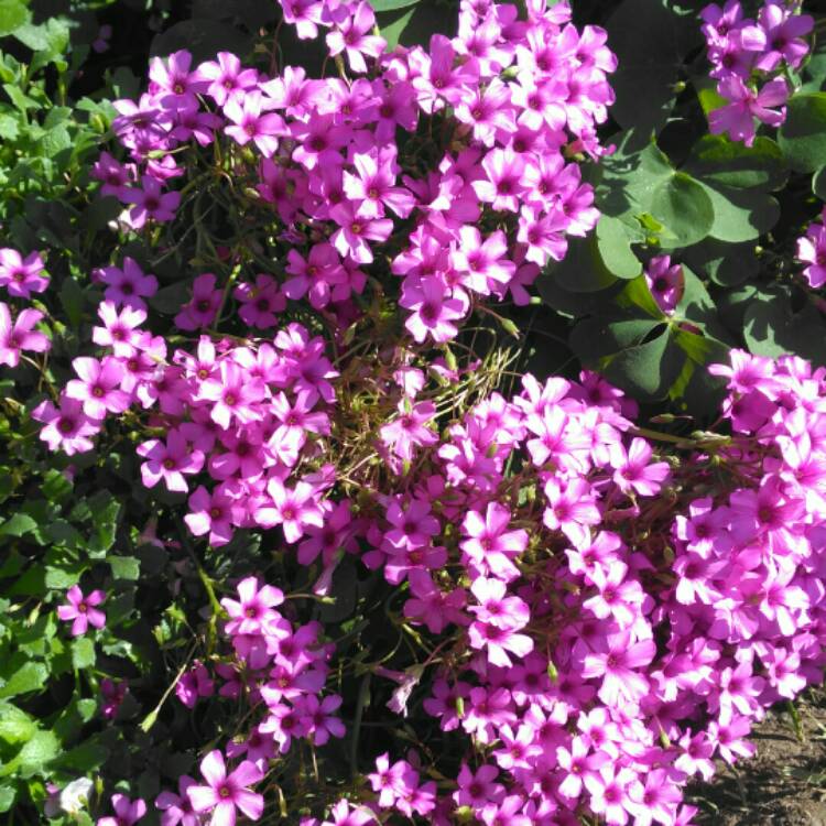 plant image 785947