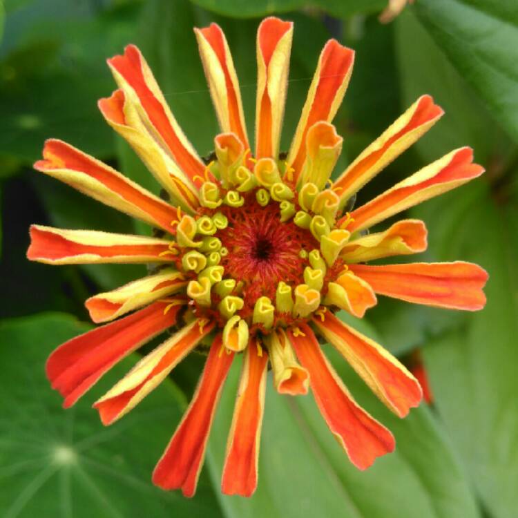 plant image 787449