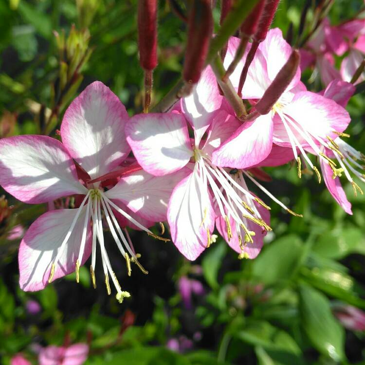 plant image 788148 plant image 788148