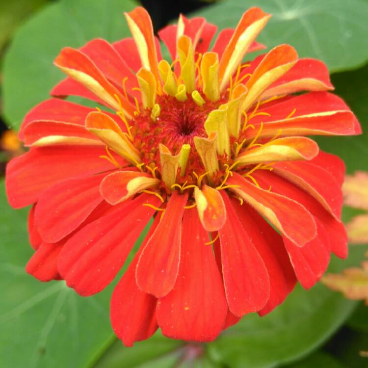 plant image 789549