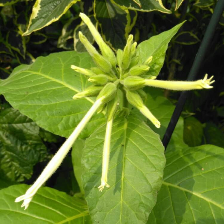 plant image 795233 plant image 795233