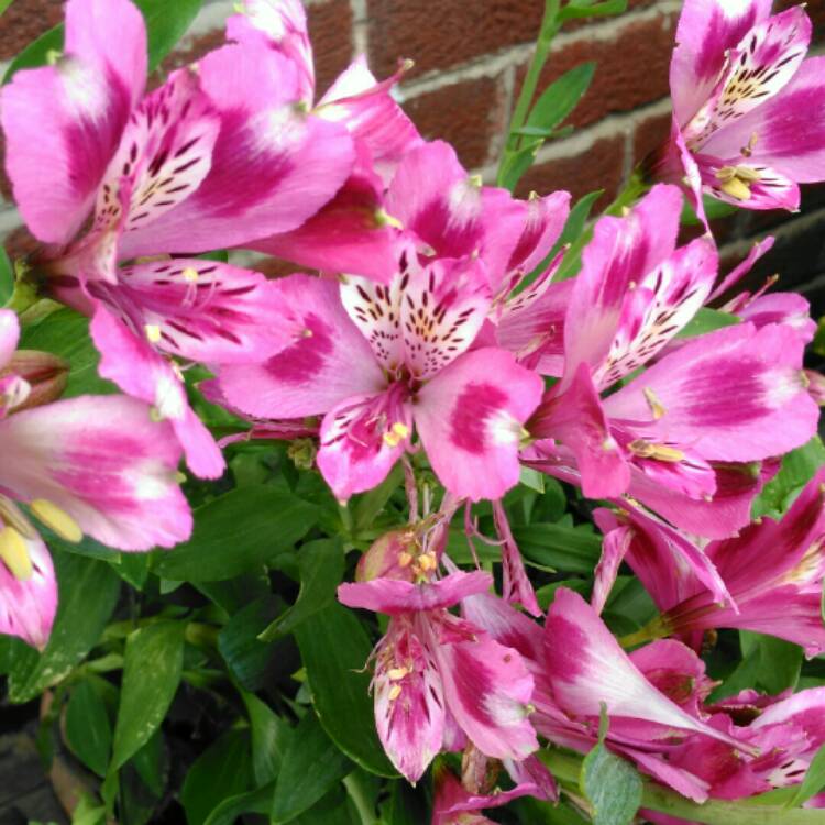plant image 799527 plant image 799527